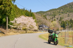 大江山の美桜