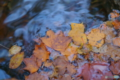 野鹿谷の秋水面