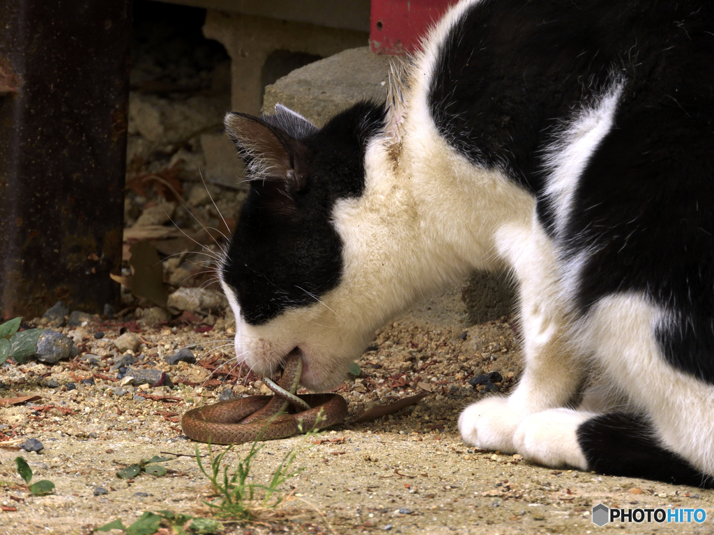 かじる ヘビ猫大河1 3 By Westhisa Id 写真共有サイト Photohito