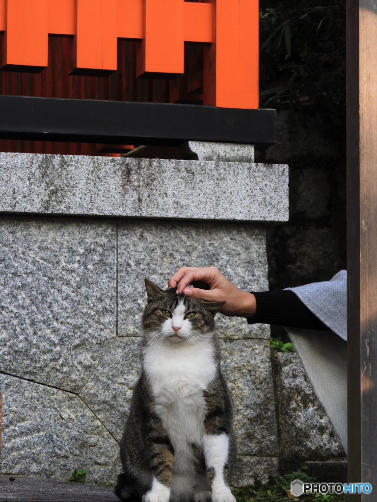 野良のプライド