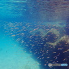 美・山陰海中