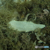 珍魚1