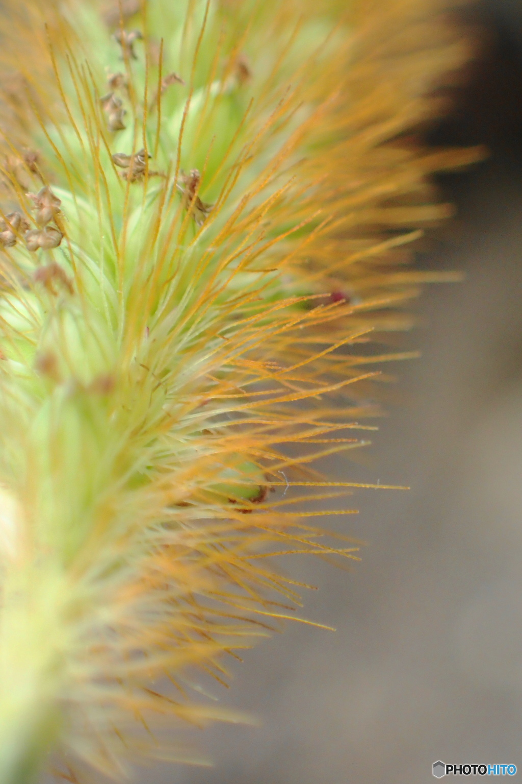 浜辺のねこじゃらし