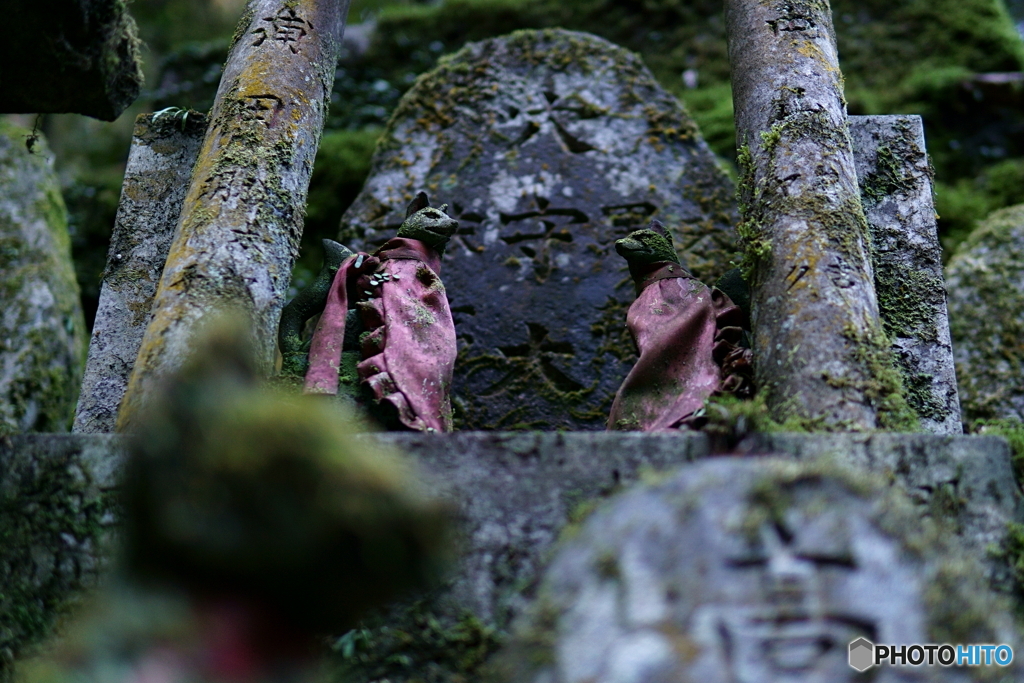 Mossy FOX