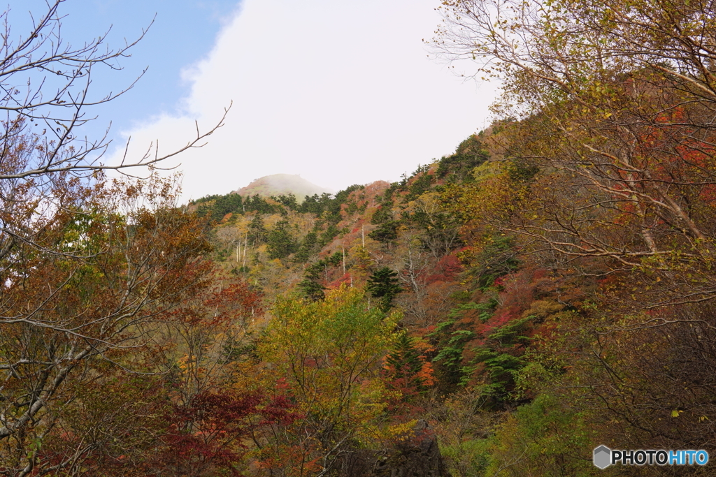 紅葉西黒森の白雲ソース和え