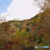 紅葉西黒森の白雲ソース和え