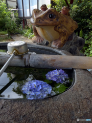 紫陽花お手水