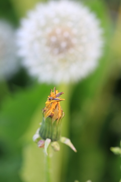 タンポポ 花から