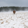 寒立馬と雪煙