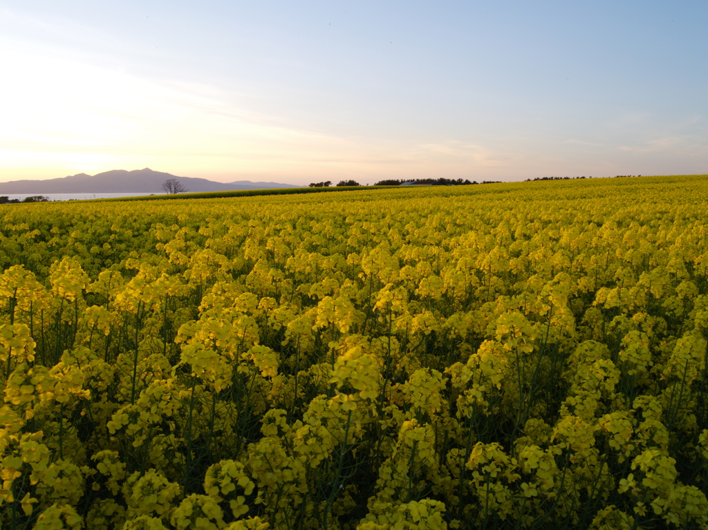 夕景ー菜の花Ⅱ