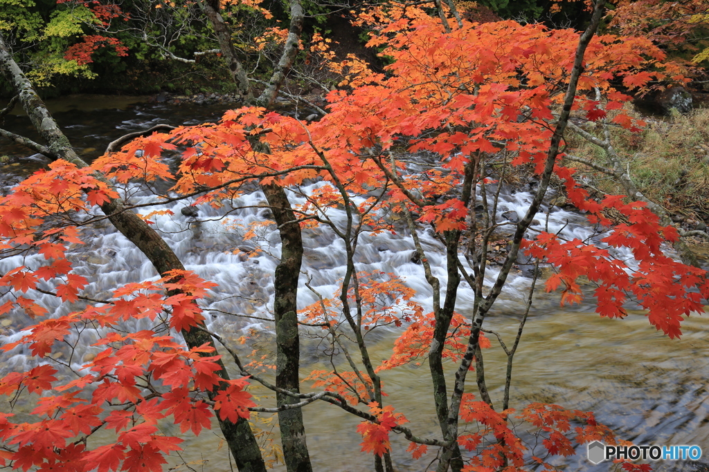 紅葉散策２