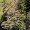 新緑の季節1
