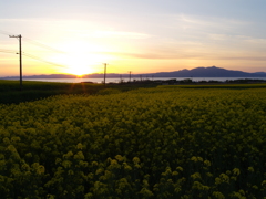 夕景ー菜の花Ⅲ