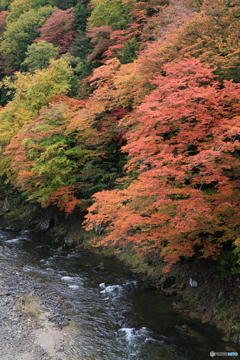 秋の渓流散策１