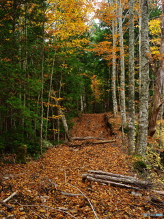 落ち葉の山道