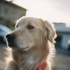 愛犬