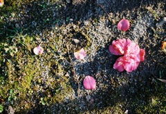 落花