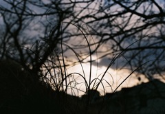 野草