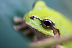 アマガエル