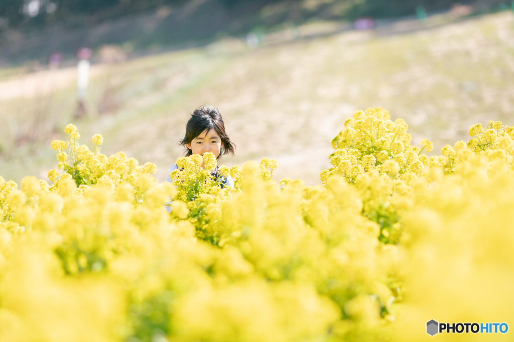 菜の花畑