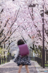 桜へジャンプ