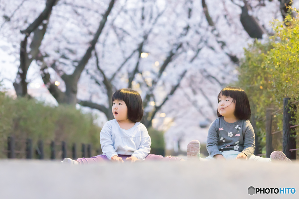 桜見る