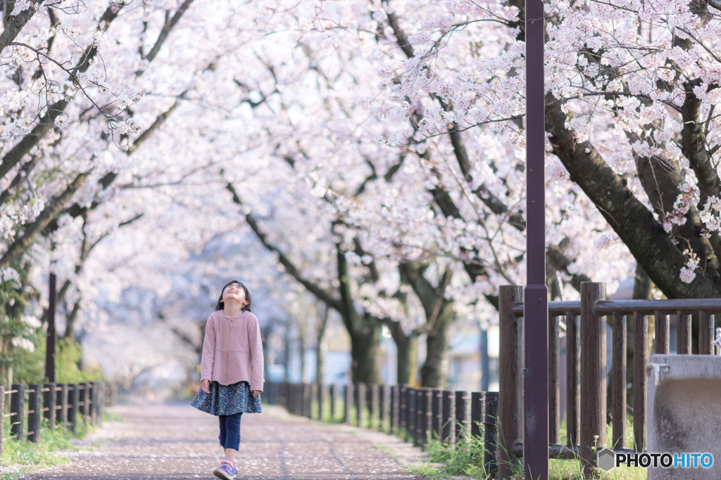 桜道