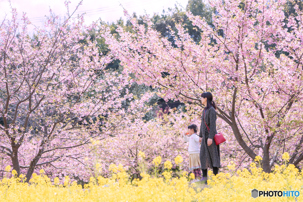 河津桜