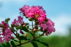 Colorful flowers2