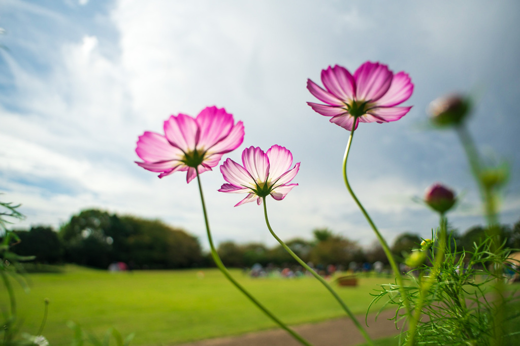 Colorful flowers(秋桜)