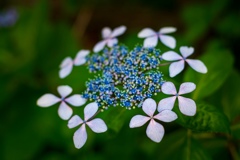 紫陽花   としまえんにて