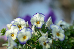 colorful flowers1