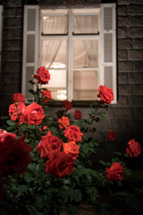 旧古河庭園　ライトアップあれこれ３