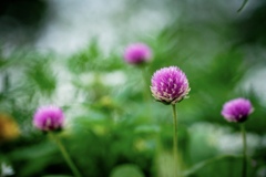 Colorful flowers(千日紅)2