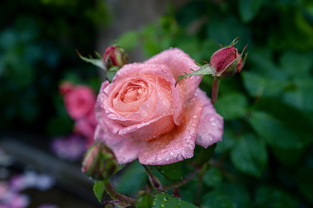 Colorful flowers