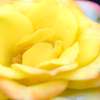 colorful flowers３