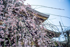紅梅　湯島天神にて