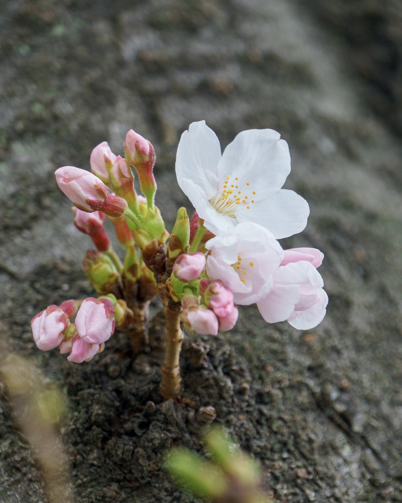 Colorful flowers