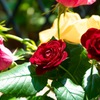 薔薇