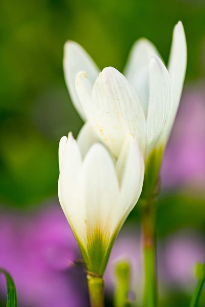 colorful flowers1