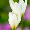 colorful flowers1