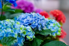 紫陽花  としまえんにて