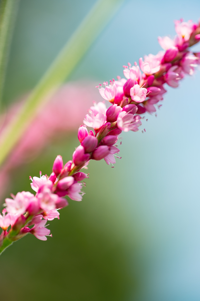 colorful flowers1