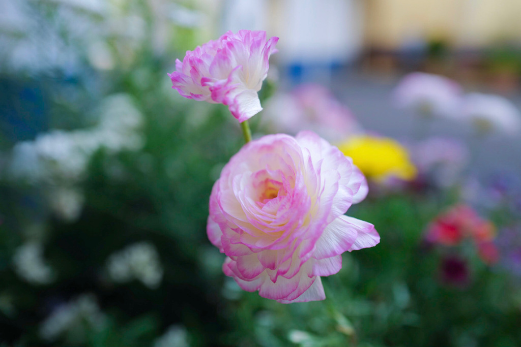 Colorful flowers