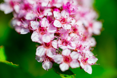 colorful flowers6