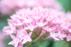 pink flowers２