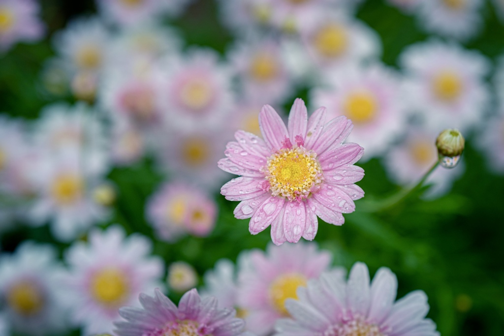 Colorful flowers