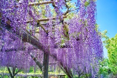 藤棚  亀戸天神