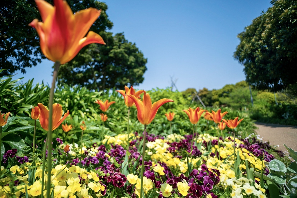 Colorful flowers