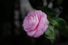 Colorful flowers (乙女椿)